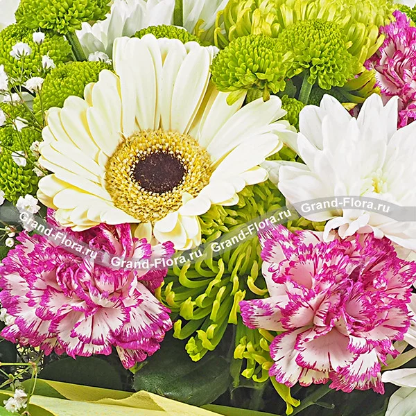 Зеленая долина - букет из гербер, хризантемы и гвоздики
