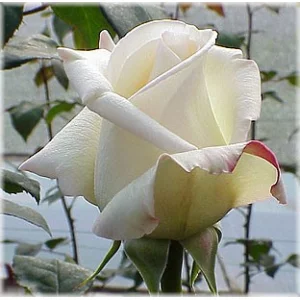 Роз "Вирджиния"(Virginia)